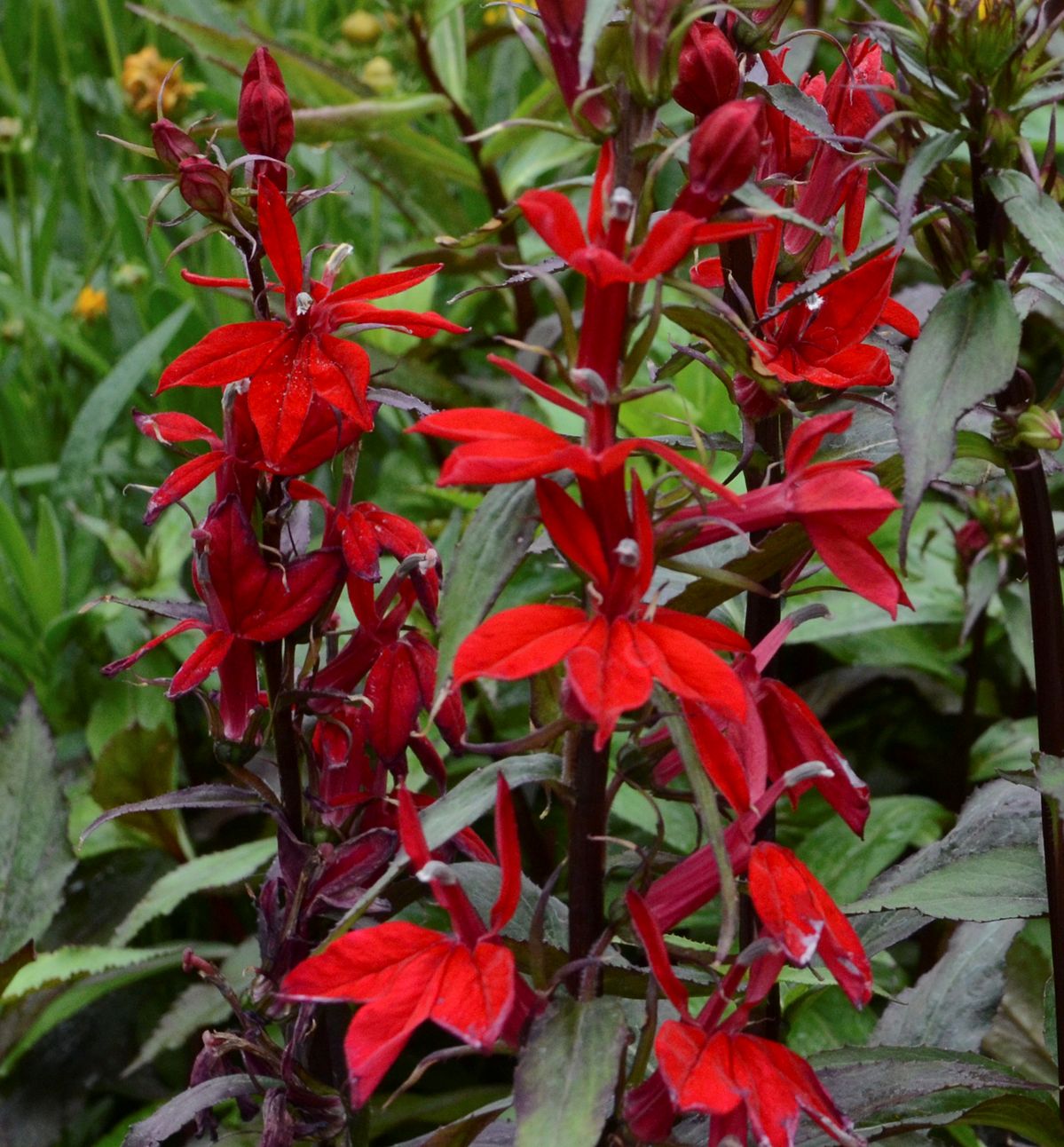 Vulcan Red Cardinal Flower Natorp's Online Plant Store